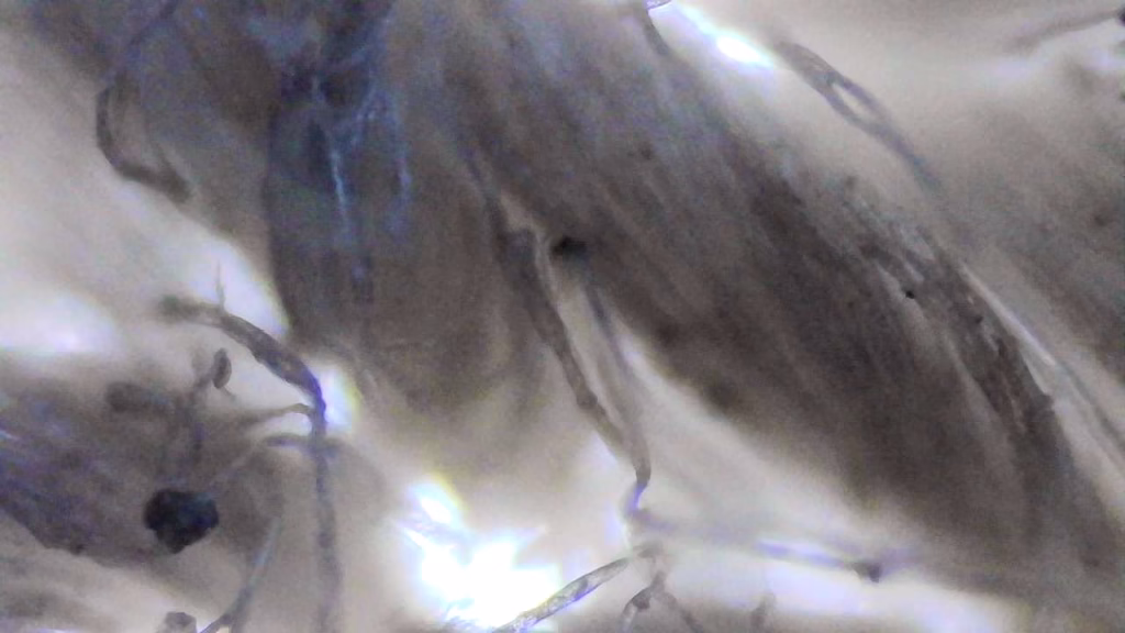 7 Cruciale redenen voor een professionele zetel reinigen: De verborgen waarheid onder de microscoop