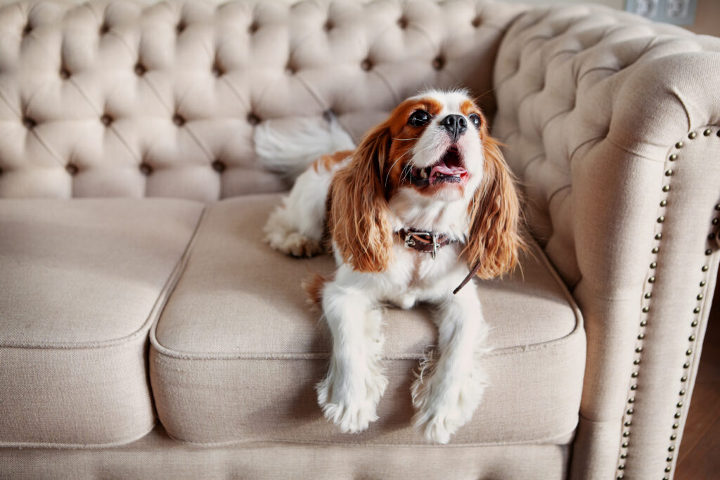Huisdiergeur uit zetel verwijderen: 100% effectieve methode