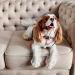 huisdiergeur uit zetel verwijderen door Vezel Care